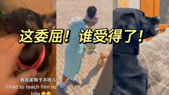 ในที่สุดก็พบสาเหตุที่น้องหมาของฉันไม่ยอมกินข้าวแล้ว!