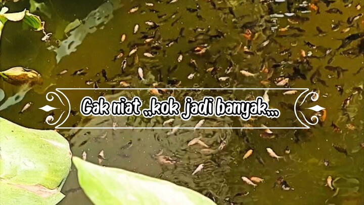Perjalanan burayak koki Oranda yang tidak sengaja menetas,,,😅 part 01