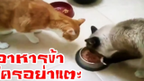 แมวเป็นสัตว์ตลก ตอน อาหารข้าใครอย่าแตะ