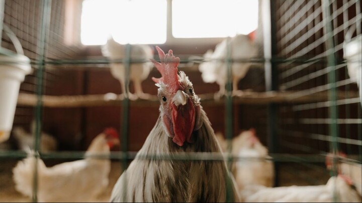 Chicken Tabetaka 05