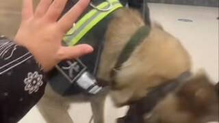 Anjing polisi: Ini juga bagian dari pekerjaan?