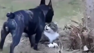 What the hell are you meowing about? Come out and fight me one-on-one!!!