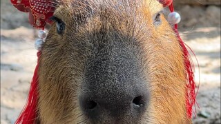 Orang yang menemukan capybara memang seorang jenius