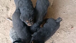 Một bầy chó ngao Tây Tạng con lang thang ở khu mỏ