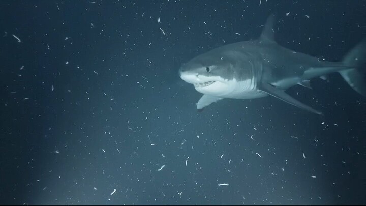 Great White Shark vs Bull Shark… Who Wins? 🦈🔥