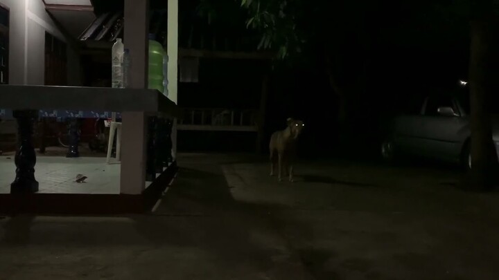 เสียง​หมา​เห่า​ยามค่ำคืน​