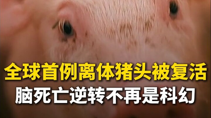 Ca đầu lợn được tách rời cơ thể đầu tiên trên thế giới đã được “hồi sinh”, việc đảo ngược chết não k