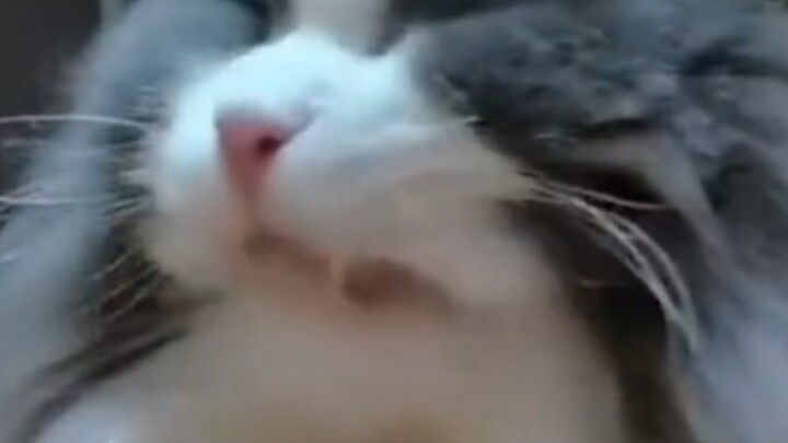 Mèo Mèo: Hứa với tớ đi, dù cậu là người nuôi tớ nhưng đừng ăn phân nữa nhé!