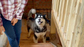 Big Dog Is Scared of Climbing Up Staircase