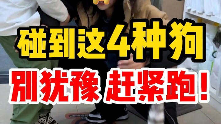 If you encounter these 4 types of dogs in the city, don't hesitate—run away immediately!