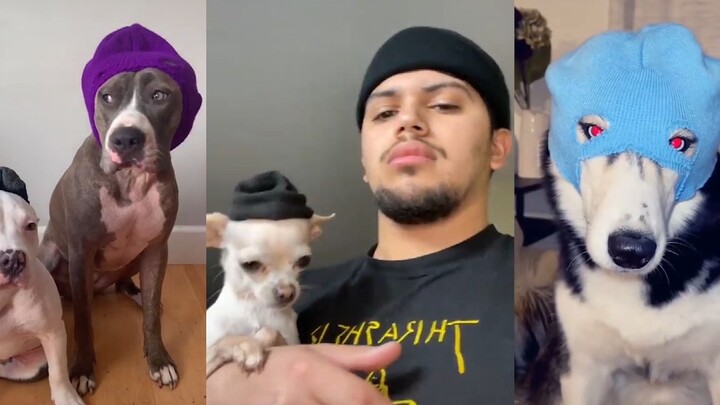 Foreign netizens DIY headgear for their furry babies—how badass does this new look look?