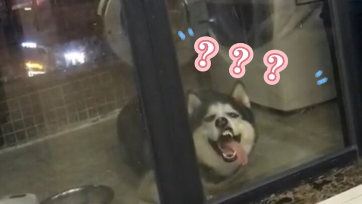 "Lucu sekali... anjing kecil"