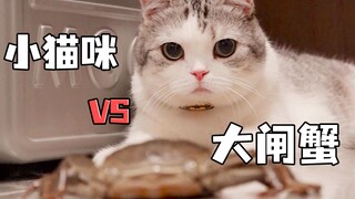 小猫咪大战大闸蟹，竟然被截胡！