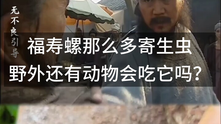 Ốc táo vàng có rất nhiều ký sinh trùng. Liệu có loài động vật nào ngoài tự nhiên ăn nó không?