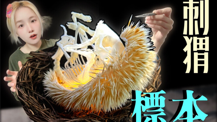 حتى لو تم تحويله إلى عينة محنطة، لا يمكن التخلي عن أشواكه! ^ صنع عينة محنطة لهيكل خارقي الشوك ^