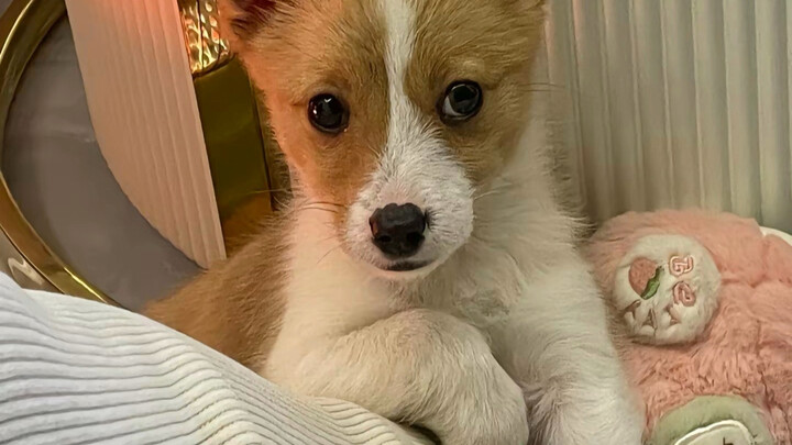 Dulu kamu dengan penuh percaya diri bersumpah padaku bahwa ini benar-benar anjing Corgi, hanya saja 