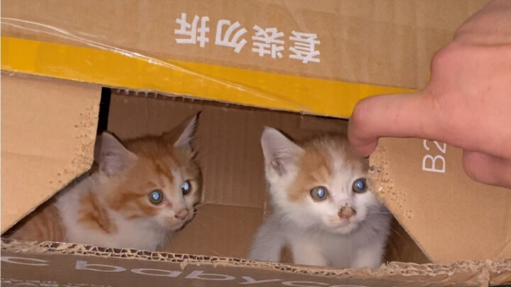 Thú cưng là thành viên trong gia đình chủ, không phải những con số vô cảm.