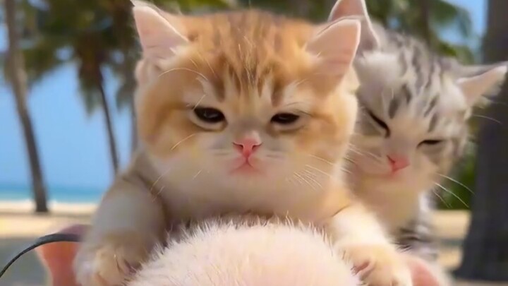 猪猪能有什么坏心思_猪猪能有什么坏心思_中秋节做个香辣蟹大橘为重_小猪猪_猫咪的迷惑行为_中秋节手工