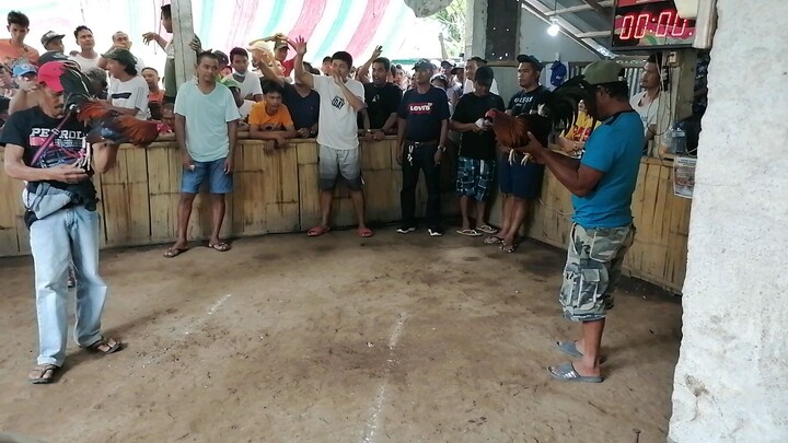 Stag VS Cock. Win tayo mga idol.