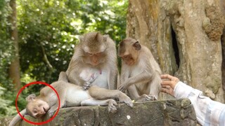 What Wrong With Your Baby Diamond Monkey, Sadness Baby Monkey Want To Get Milk But His Mom Not Give