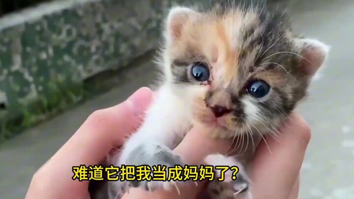 Ah! Don’t come over! I’m not ready to have a cat yet!