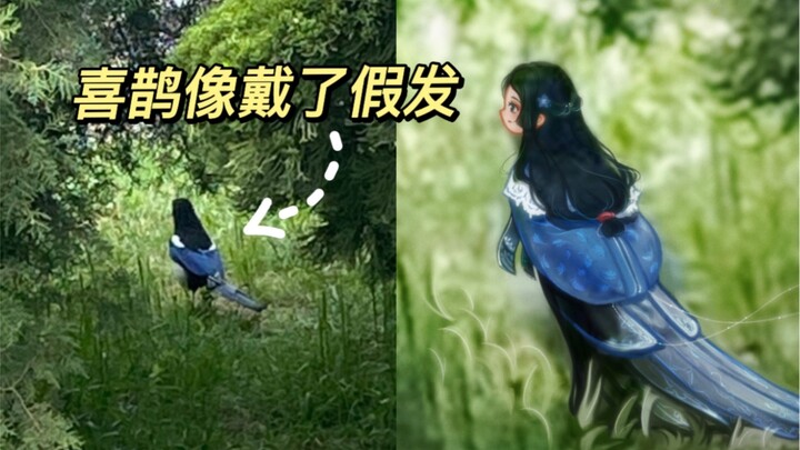 敢问是哪家的大小姐出来逛gai 啦？｜万物有灵且萌 唯佳酱原创