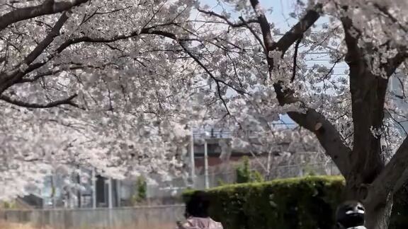 hanami