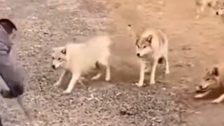 Foreign websites are hotly discussing the Chinese herdsman being surrounded by 10 wolves and being q