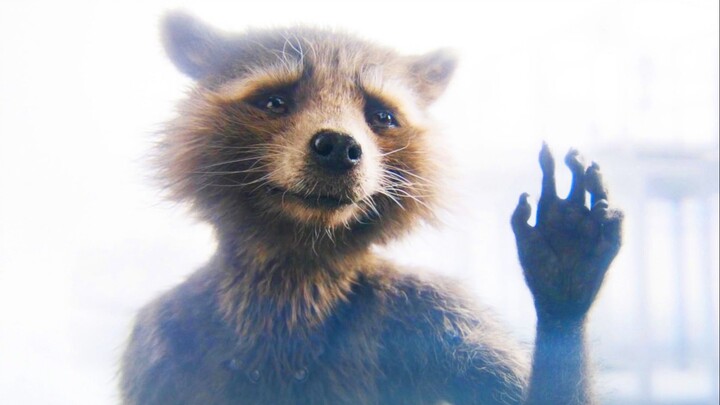 Rocket's biggest fear is losing friends!