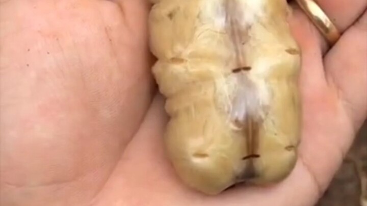 Holy crap, can an ant queen really get this big?