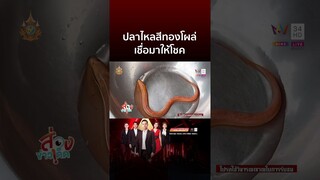 ปลาไหลสีทองโผล่ เชื่อมาให้โชค | ข่าวอรุณอมรินทร์