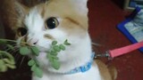 Cat Eating Malungay Leaves