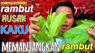 cara memanjangkan rambut - secara alami dengan daun jambu biji