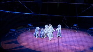 Сергей НестеровЗаслуженный артист РоссииЗнаменитый дрессировщик уже в третьем