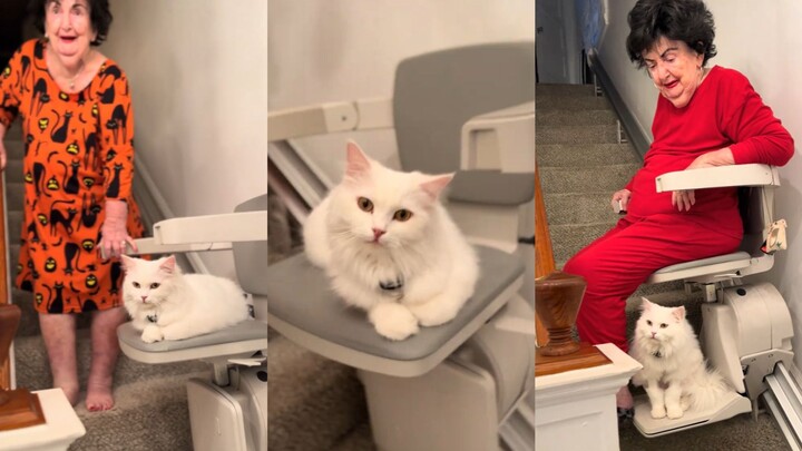 “Kucing kecil duduk, saya berdiri”, nenek berusia 95 tahun memanjakan kucingnya seperti inilah