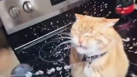 Saat-saat gerak lambat si kucing