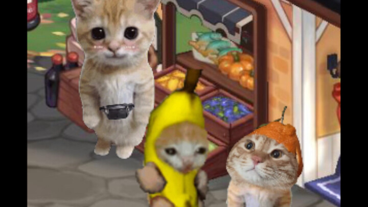 แมวกล้วยต่อราคา