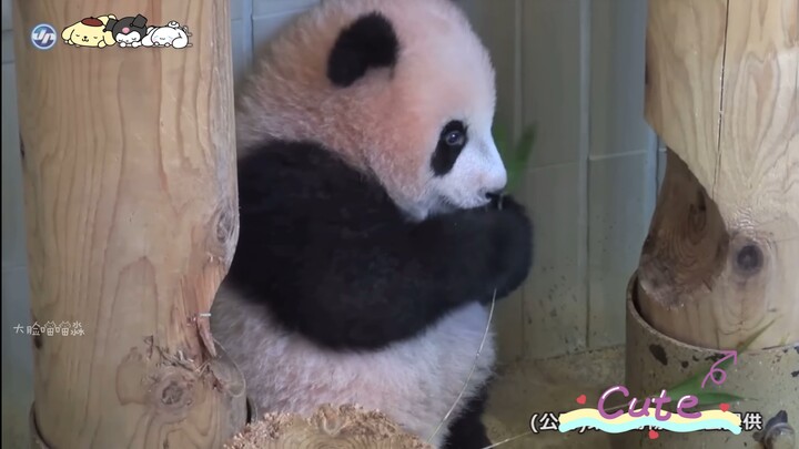 يا له من كائن صغير طري وناعم ورقيق ومحبوب، روعته تقتلني يا إلهي!