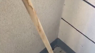 หลังจากไม้ถูพื้นถูกแช่แข็ง