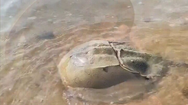 Survived 400 Million Years Through 5 Mass Extinctions—Why Does the Horseshoe Crab Refuse to Reproduc