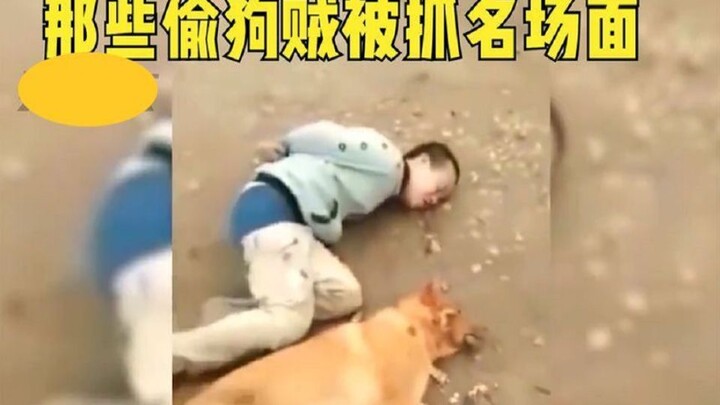 盘点全网窃狗被抓名场面：抓狗不成反被逮，结局实在太解气了！