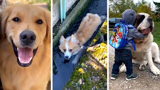 Most Viral DOGS on the Internet! 🐶 Best Doggos Compilation! 🐶