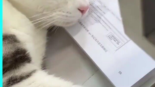 Membawa kucing ke sekolah.....