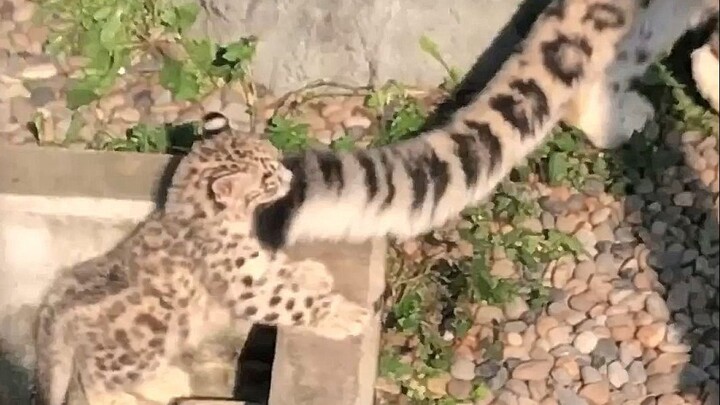 “The little snow leopard’s tail isn’t even as long as its mom’s”—the leopard mom jumps in fright, bo