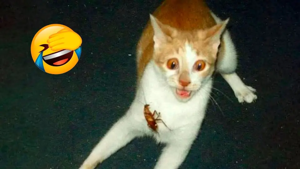 Best Funny Animal Videos 2022 π - Funniest Cats And Dogs Videos π» - Bilibili Best Funny Animal Videos 2022 π - Funniest Cats And Dogs Videos π» - Bilibili