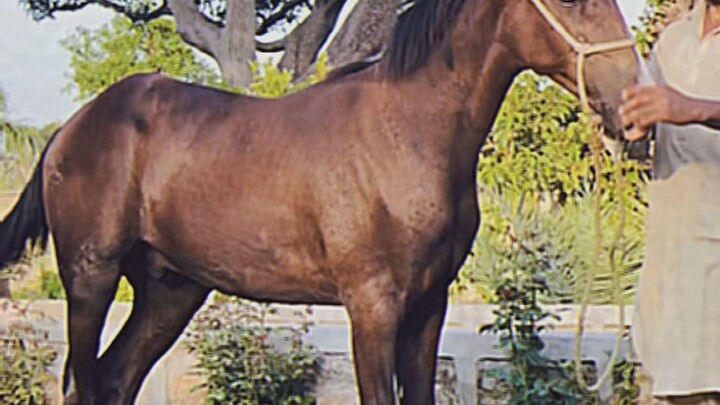 Beauty of Pakistan Desi horse