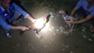 abar perdana umur6 bln msuh pacekan😇