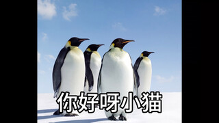Kisah penguin dan kucing kecil yang membuat 1,5 miliar orang Tiongkok menangis