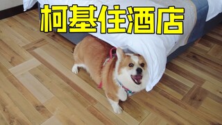 Chó corgi yêu thích ở khách sạn nhất giới chó lại đến nhận phòng rồi!