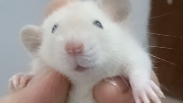 The squeaks of the little mice are just too cute!